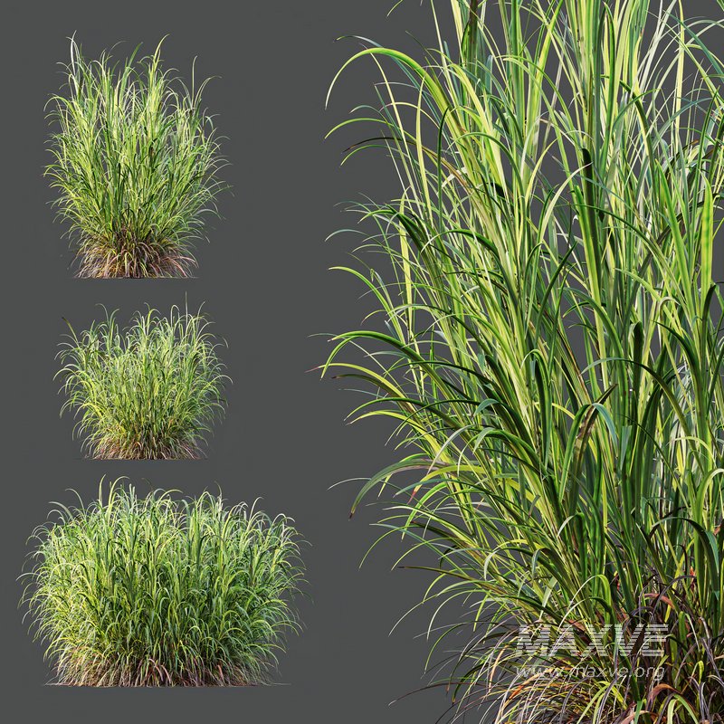 HQ Plants Elephant Grass Pennisetum Purpureum - Image 3
