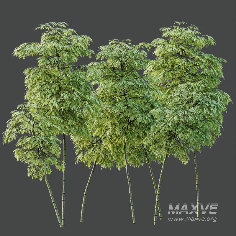 HQ Plants Bamboo Bambusoideae Tree - Image 2