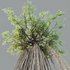 HQ Plants Banyan Ficus Benghalensis Tree - Thumbnail 2