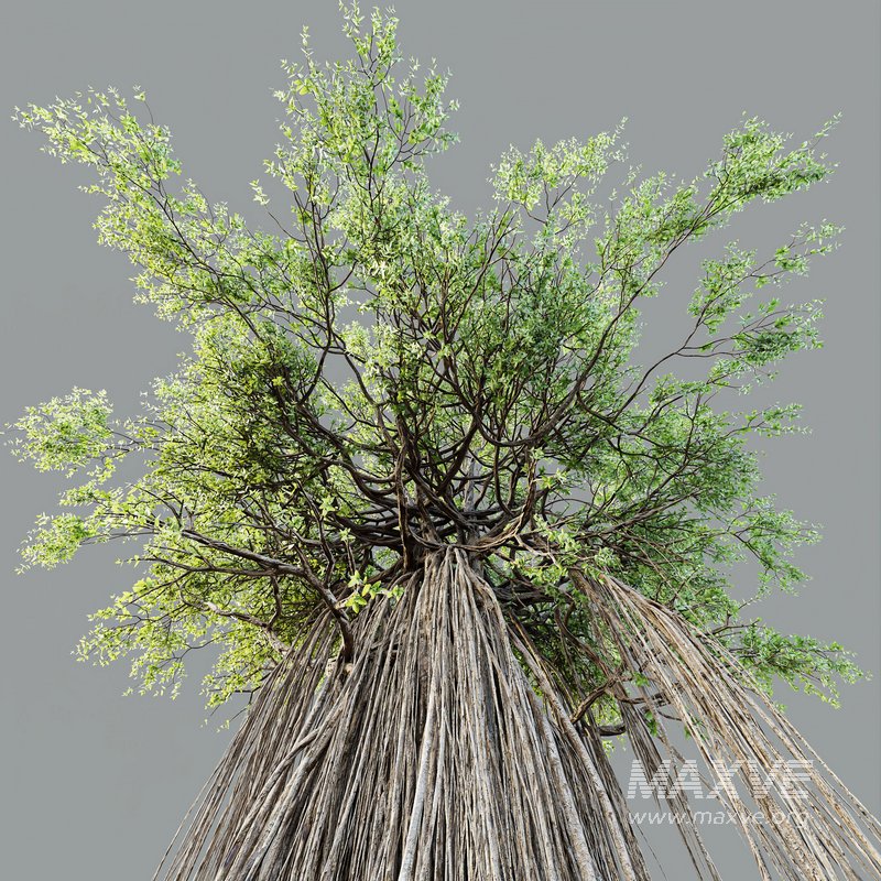 HQ Plants Banyan Ficus Benghalensis Tree - Image 2