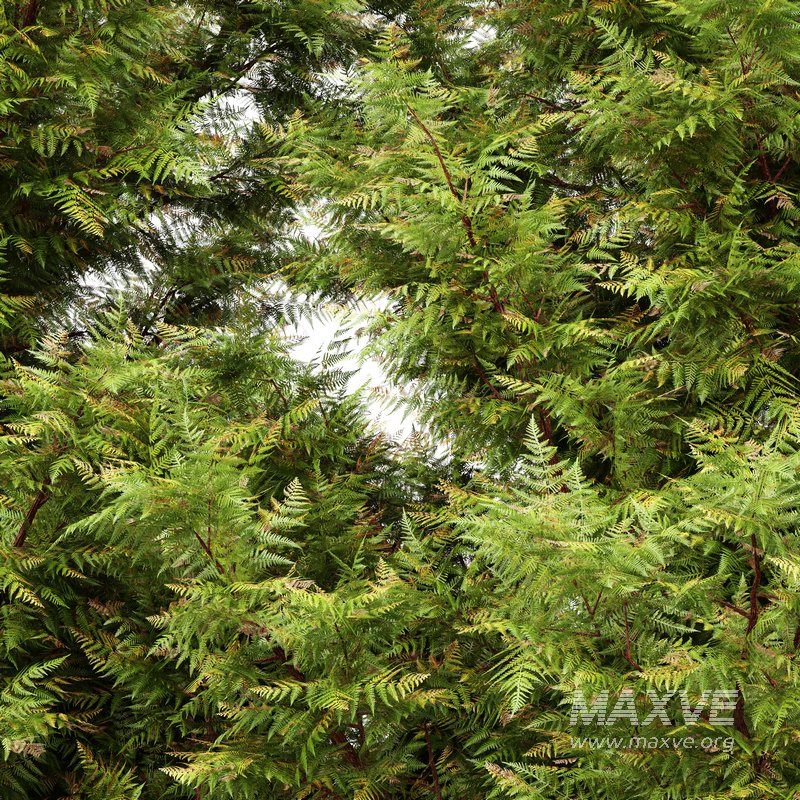 Leyland cypress leylandi 3 trees - Image 3