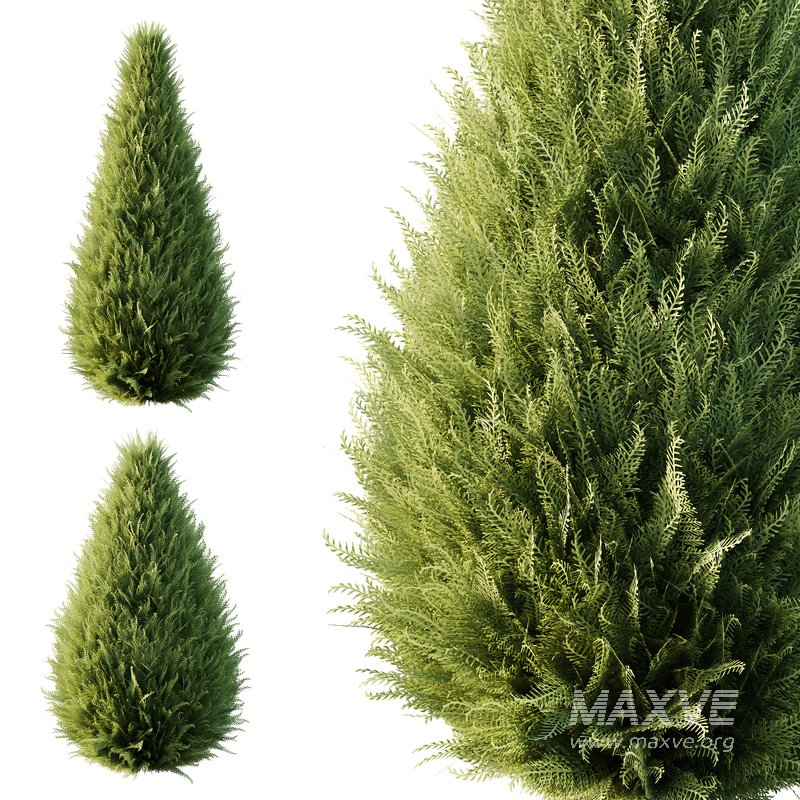 Italian Cypress Tree 16 - Image 3