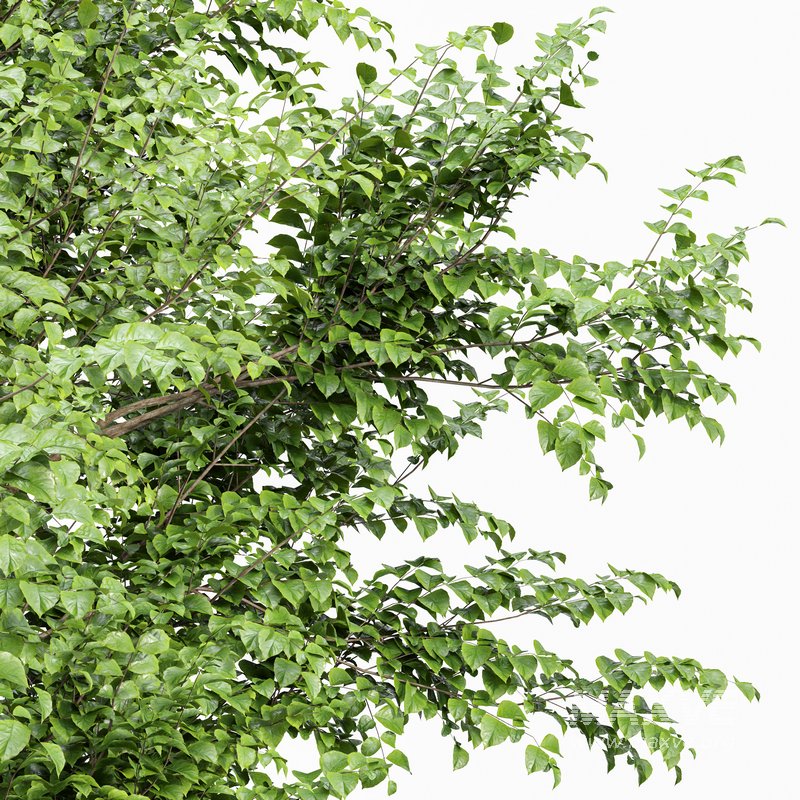 European Beech 2 Trees - Image 1