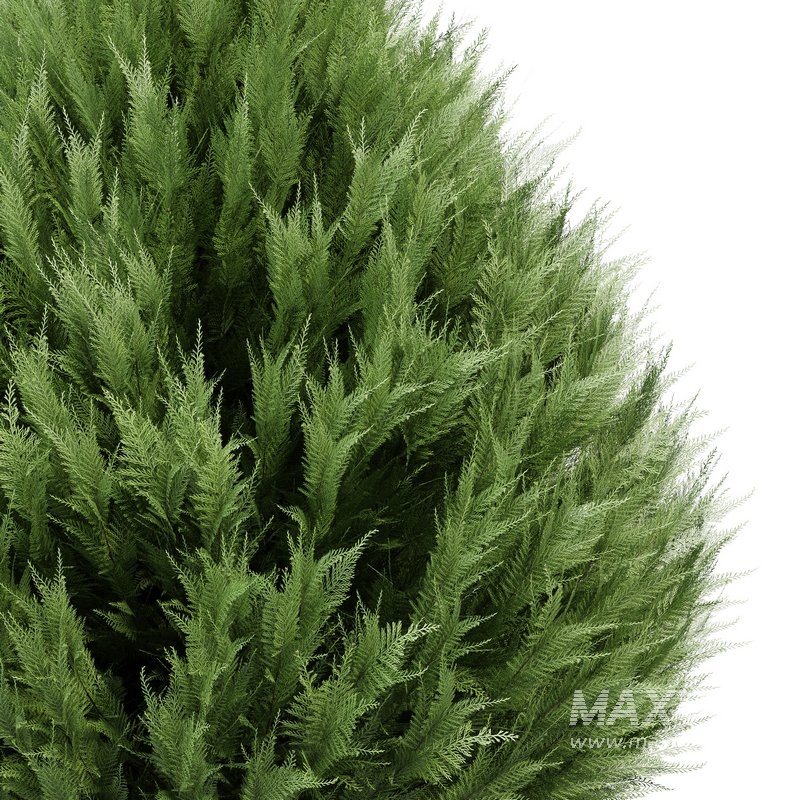 Juniperus chinensis Spartan Taylor Juniper - Image 2