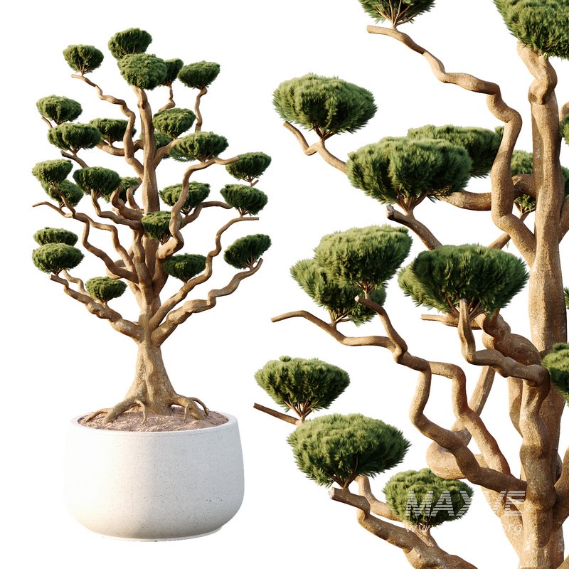 Potted sphere tree05 - Image 1