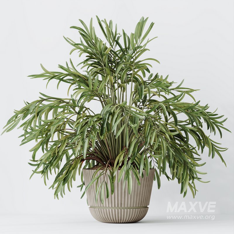 HQ HousePlants Dypsis Lutescens Areca Palm - Image 4