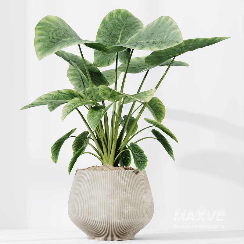 HQ HousePlants Cunjevoi Alocasia Jardin Brisbanensis Fittingly Elephant - Image 3