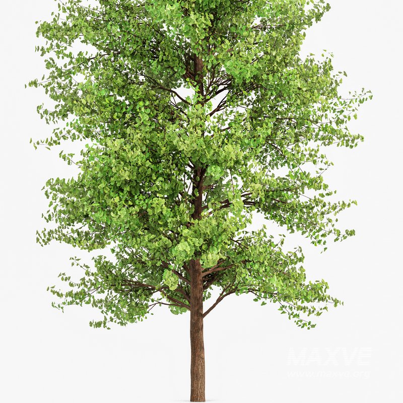Maidenhair Tree Ginkgo Biloba - Image 3