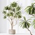 HQ HousePlants Decorative Ficus Cyathistipula African Fig02 - Thumbnail 4