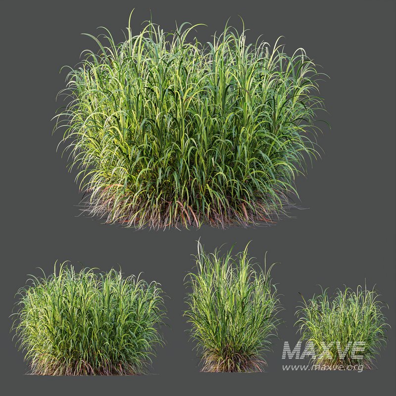 HQ Plants Elephant Grass Pennisetum Purpureum - Image 2