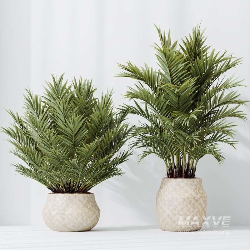 HQ HousePlants Cyara Areca Palm Paradise Kentia Everlasting Set02 - Image 4