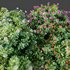 HQ Plants lantana Camara Confetti Bush - Thumbnail 3