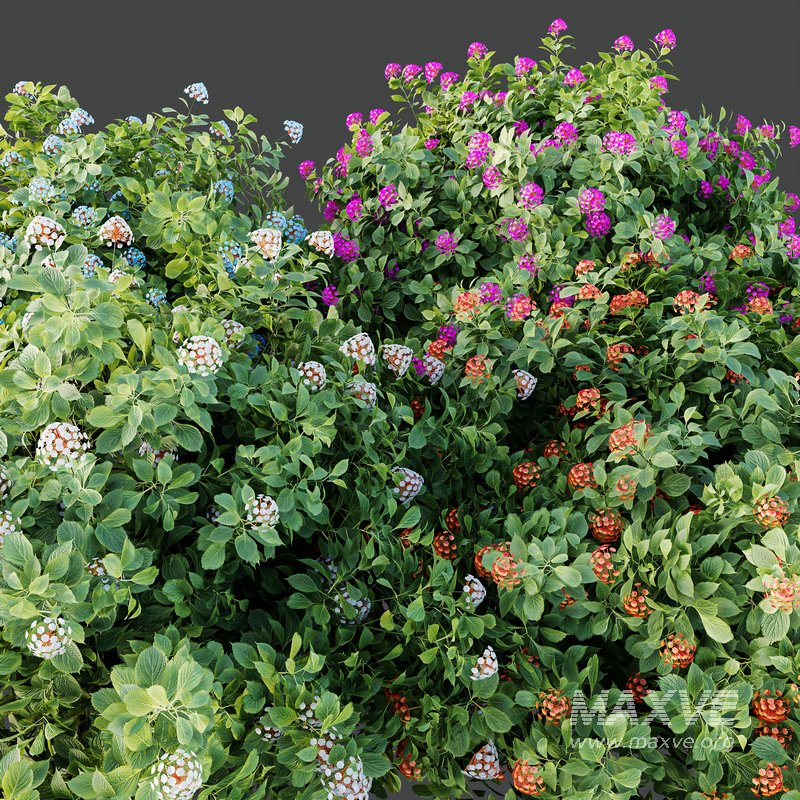 HQ Plants lantana Camara Confetti Bush - Image 3