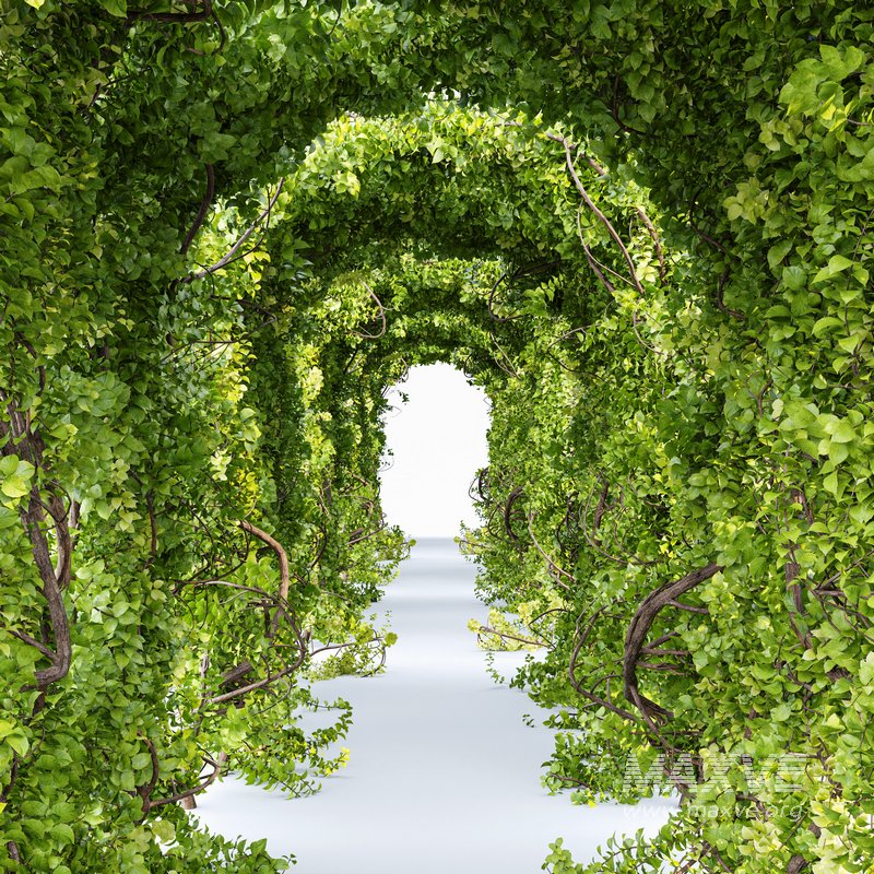 Magical Tree Tunnel Was Carved Out - Image 4