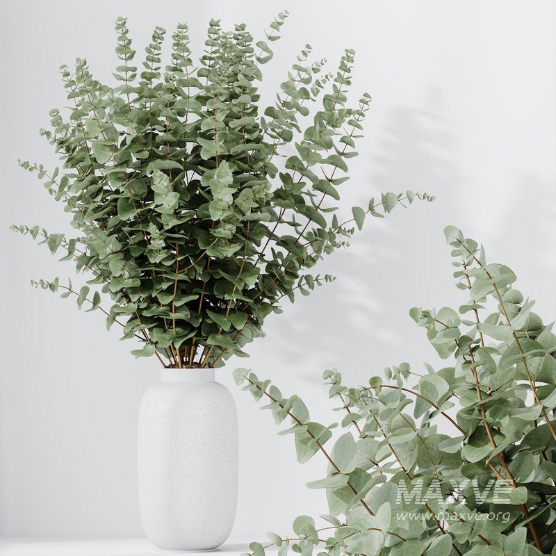HQ HousePlants Branche Decorative Foliage Dollar Authentic Eucalyptus Bouquet Set02 - Image 3