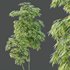 HQ Plants Bamboo Bambusoideae Tree - Thumbnail 3