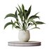 Indoor plants set 101 Spathiphyllum Wallisii and Ficus Cyathistipula - Thumbnail 4