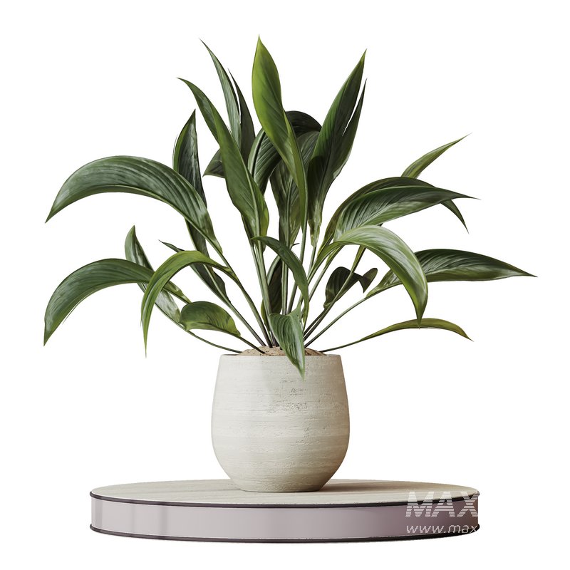 Indoor plants set 101 Spathiphyllum Wallisii and Ficus Cyathistipula - Image 4