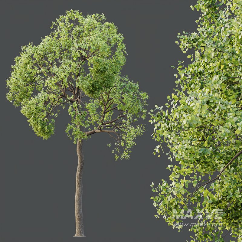 HQ Plants Shorea Robusta Sal Tree04 - Image 4