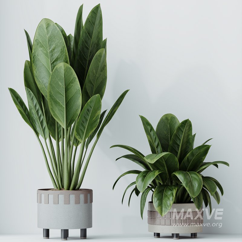 HQ HousePlants Ficus Elastica Beliza Tineke Variegated Rubber - Image 3