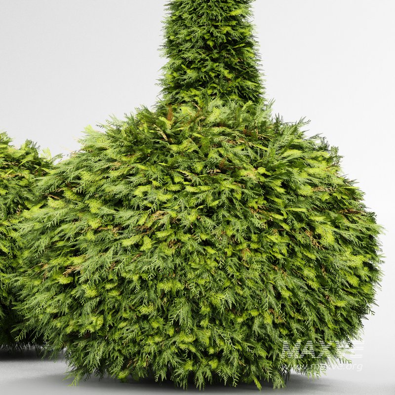 Evergreen Shrubs Golden Globe Dwarf Thuja - Image 3