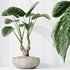 HQ HousePlants Cunjevoi Alocasia Jardin Brisbanensis Fittingly Elephant Set03 - Thumbnail 5