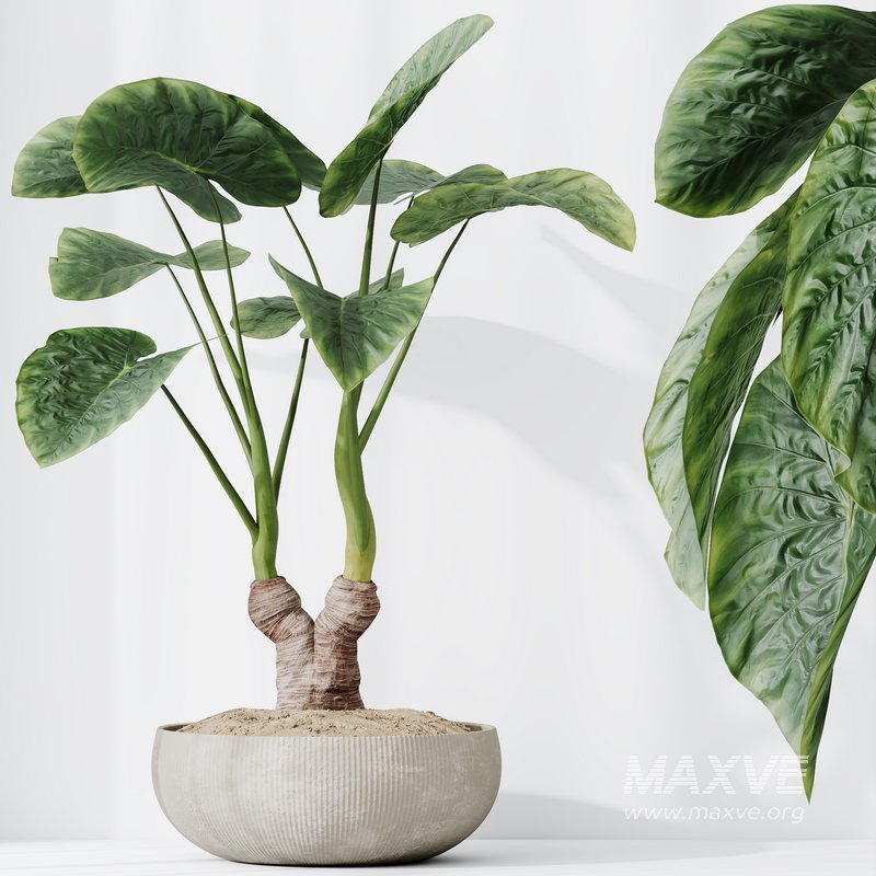 HQ HousePlants Cunjevoi Alocasia Jardin Brisbanensis Fittingly Elephant Set03 - Image 5