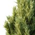Italian Cypress Tree 18 - Thumbnail 4