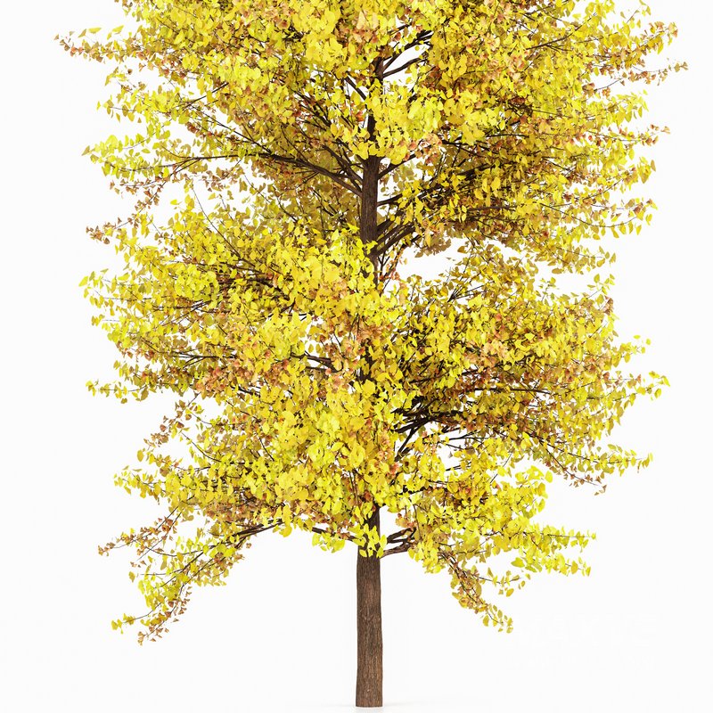Maidenhair Tree Ginkgo Biloba Fall - Image 4