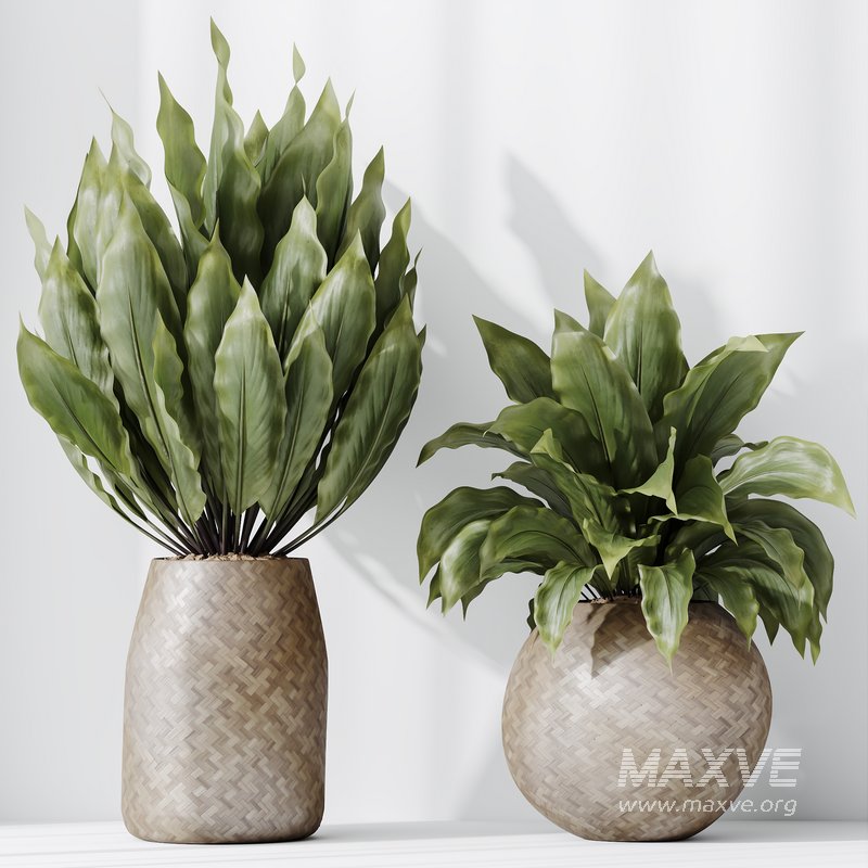 HQ HousePlants Spathiphyllum Wallisii Bellini Peace Lily Domino Set04 - Image 3