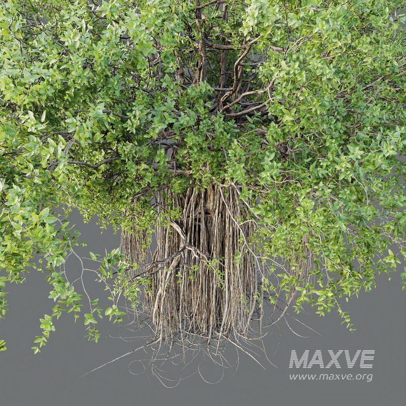 HQ Plants Banyan Ficus Benghalensis Tree - Image 5