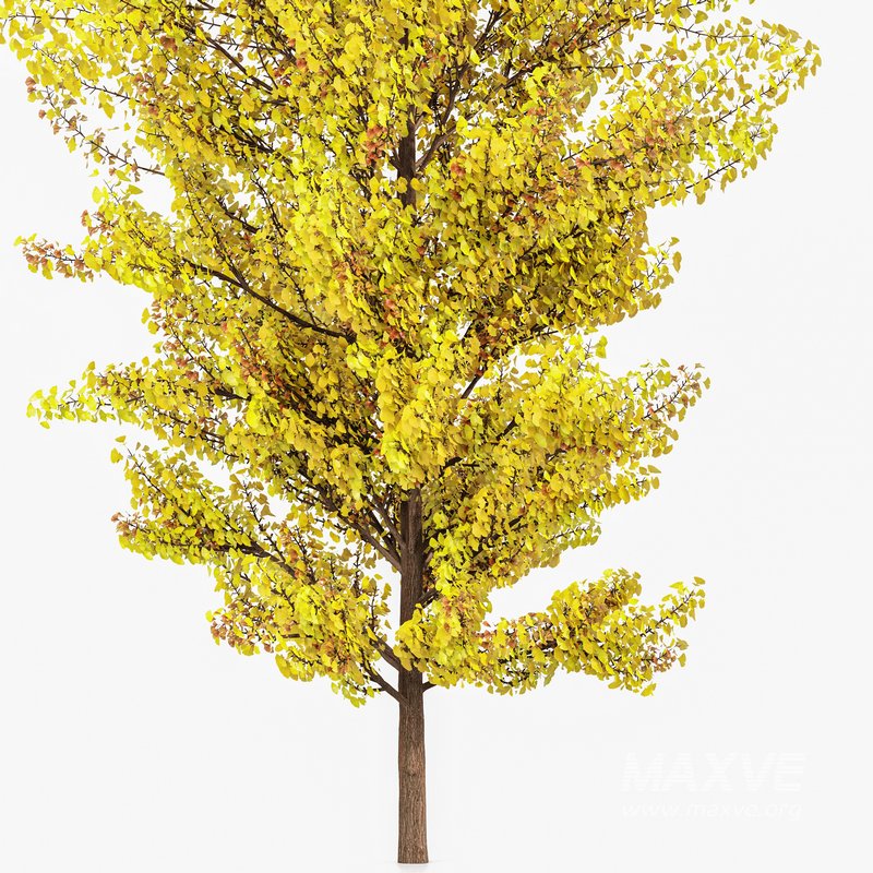 Maidenhair Tree Ginkgo Biloba Fall Gardens - Image 3