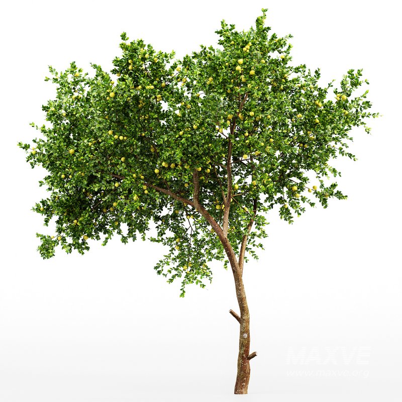 Fruit tree Lemon - Image 3