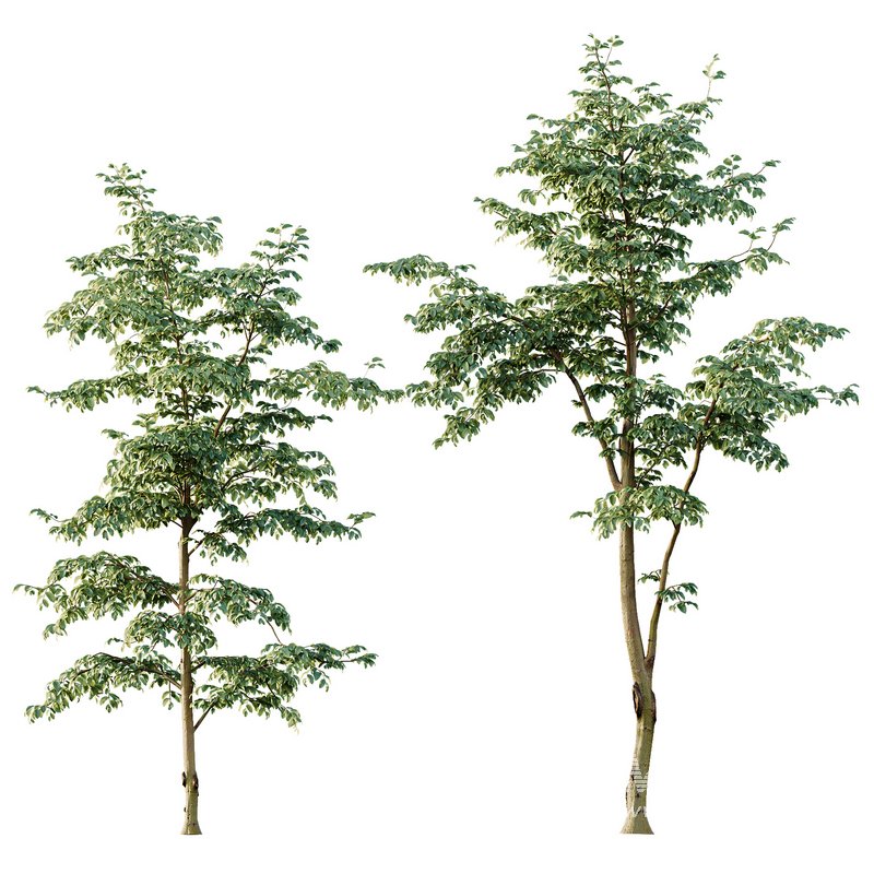 Beautiful Trees Carpinus Betulus and Japanese Cherry Leaf - Image 3