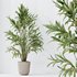 Indoor plants set 97 Dypsis Areca Palm and Spathiphyllum Wallisii - Thumbnail 2