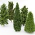 5 Different tree Leyland cypress Slender Hinoki Rocky Mountain green coniferous Cupressocyparis - Thumbnail 3