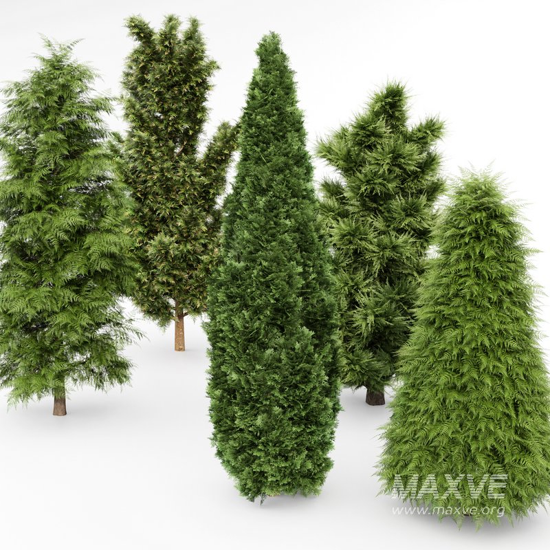 5 Different tree Leyland cypress Slender Hinoki Rocky Mountain green coniferous Cupressocyparis - Image 3