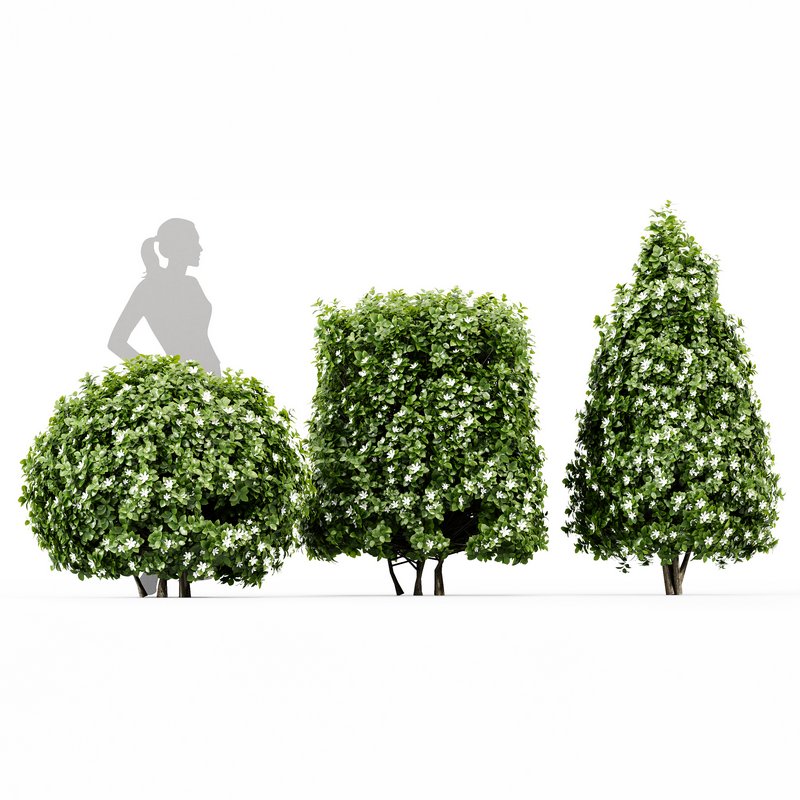 3 Houttuynia Gardenia augusta Gardenia jasminoides flower - Image 4