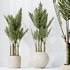 HQ HousePlants Cyara Areca Palm Paradise Kentia Everlasting Set03 - Thumbnail 5