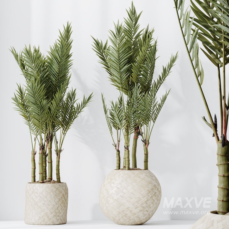 HQ HousePlants Cyara Areca Palm Paradise Kentia Everlasting Set03 - Image 5