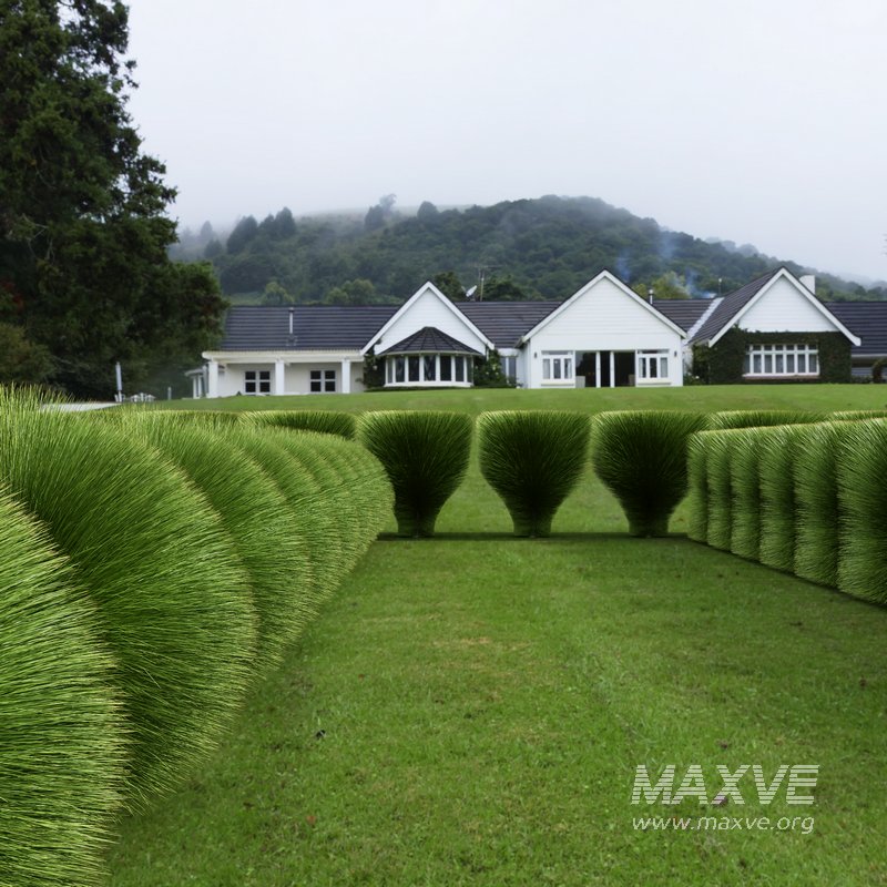 description Maiden Grass Miscanthus sinensis Gracillimus Tuin Grassen - Image 3