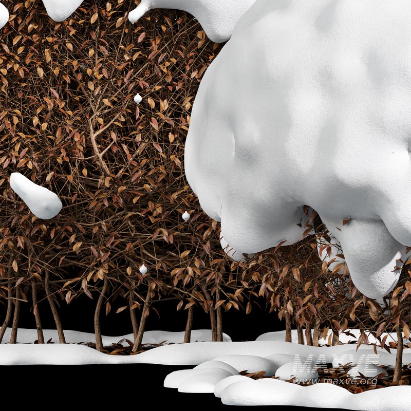 Dwarf Yaupon Holly Winter - Image 3