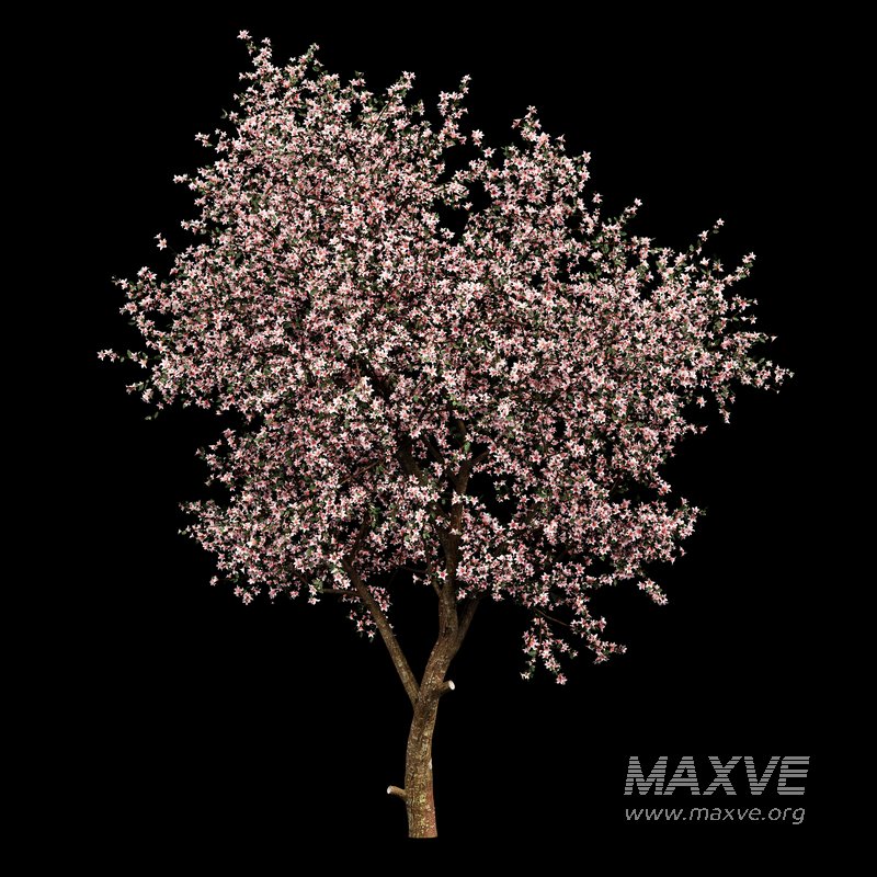 Blooming lemon tree - Image 2