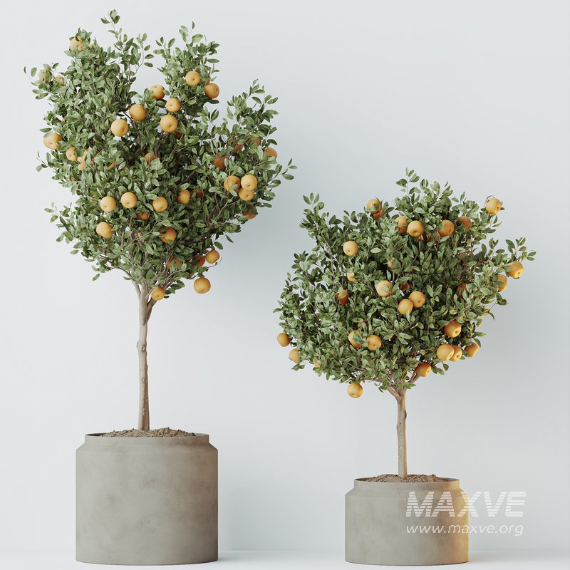 HQ HousePlants Mandarin Citrus Fruit Orange Calamondin Tree Set02 - Image 3
