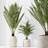 HQ HousePlants Cyara Areca Palm Paradise Kentia Everlasting - Thumbnail 3