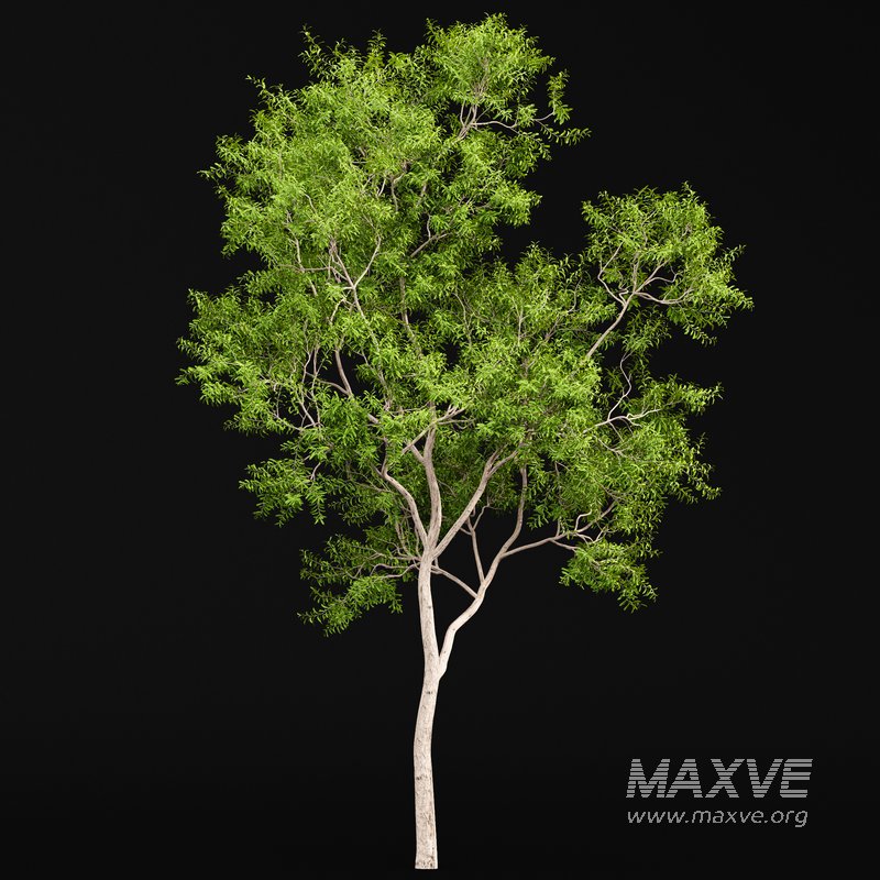 Ghost Gum Tree Corymbia Aparrerinja - Image 1