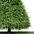 2 Different tree Cone shaped green coniferous - Thumbnail 3