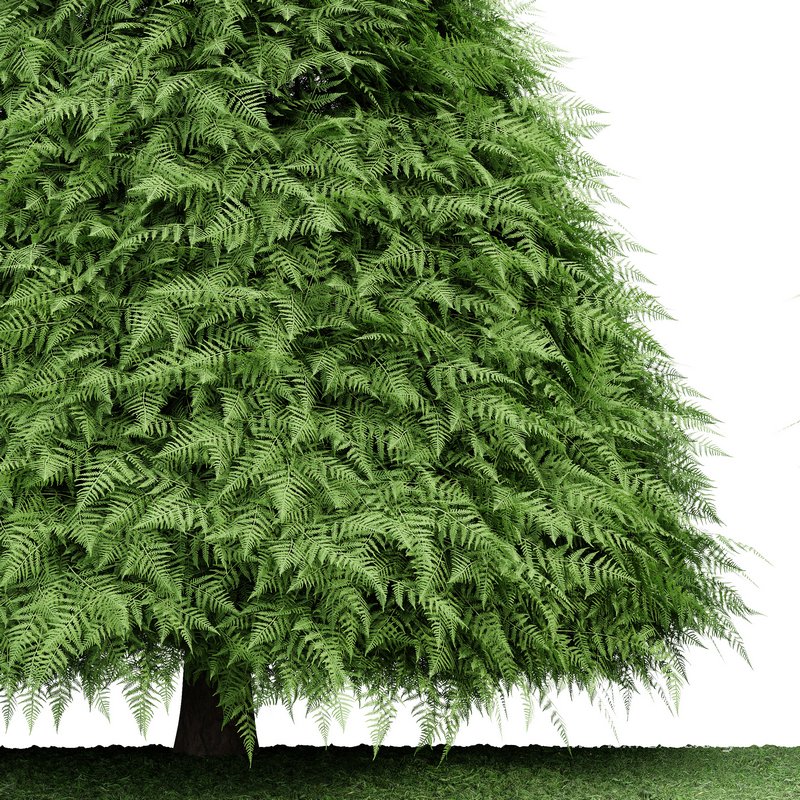 2 Different tree Cone shaped green coniferous - Image 3