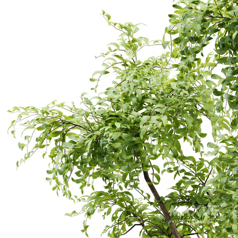 Outdoor Plant set01_Bucida buceras _set - Image 2