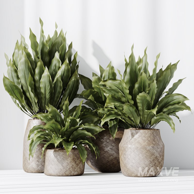 HQ HousePlants Spathiphyllum Wallisii Bellini Peace Lily Domino Set04 - Image 4